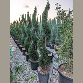   Spirál formára nevelt leylandi ciprus – Cupressocyparis leylandii ‘Pyramidalis’ 