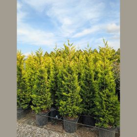   Arany leylandi ciprus – Cupressocyparis leylandii ‘Gold Rider’