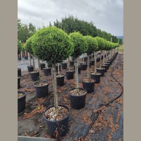   Arany leylandi ciprus – Cupressocyparis leylandii ‘Castlewellan Gold’