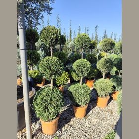   Arany leylandi ciprus (3 gömbös forma) – Cupressocyparis leylandii ‘Castlewellan Gold’