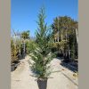 Leylandi ciprus – Cupressocyparis leylandii (200+ cm)