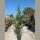 Leylandi ciprus – Cupressocyparis leylandii (200+ cm)