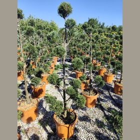 Leylandi ciprus – Cupressocyparis leylandii Pom Pom