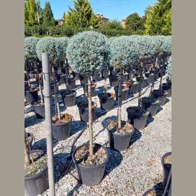   Oszlopos arizóniai ciprus – Cupressus arizonica ‘Fastigiata’ (fél törzsre nevelt)