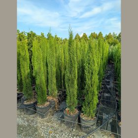   Oszlopos olasz ciprus – Cupressus sempervirens ‘Totem’ (200+ cm)