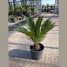 Japán cikász – Cycas revoluta 