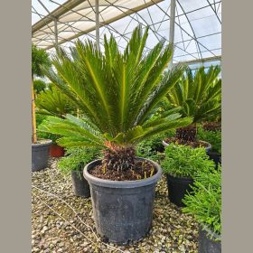 Japán cikász – Cycas revoluta 