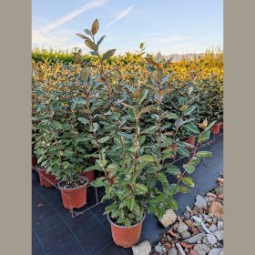 Széleslevelű ezüstfa - Elaeagnus ebbingei