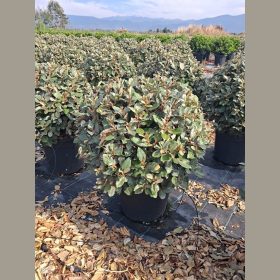   Törpe széleslevelű ezüstfa  - Elaeagnus ebbingei 'Compacta'