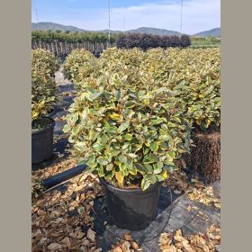 Ezüstfa – Elaeagnus ebbingei ‘Vivileg’ (gömb)