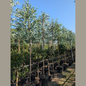 Havasi eukaliptusz -  Eucalyptus gunnii 'Azura'