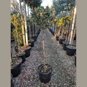   Tarka japán kecskerágó – Euonymus japonicus ‘Bravo’ (fél törzsre nevelt)