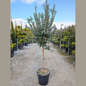 Mirtuszdió - Feijoa sellowiana