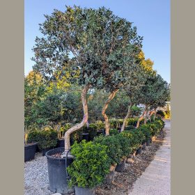 Mirtuszdió - Feijoa sellowiana