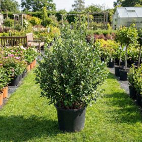 Mirtuszdió - Feijoa sellowiana