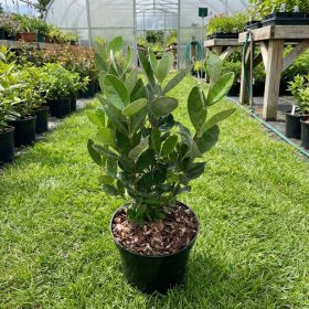 Mirtuszdió - Feijoa sellowiana