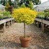 Páfrányfenyő - Ginkgo biloba 'Mariken'