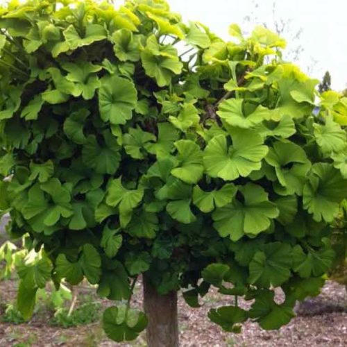 Páfrányfenyő - Ginkgo biloba 'Mariken'