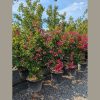 Selyemmirtusz - Lagerstroemia 'Dynamite'