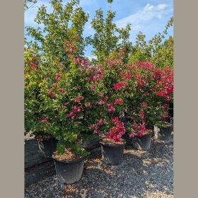 Selyemmirtusz - Lagerstroemia 'Dynamite'