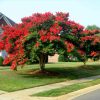 Selyemmirtusz - Lagerstroemia 'Dynamite'