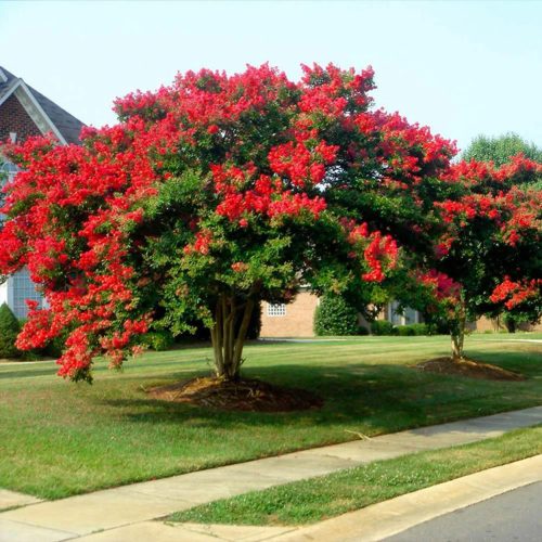 Selyemmirtusz - Lagerstroemia 'Dynamite'