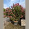 Selyemmirtusz - Lagerstroemia 'Hopi'