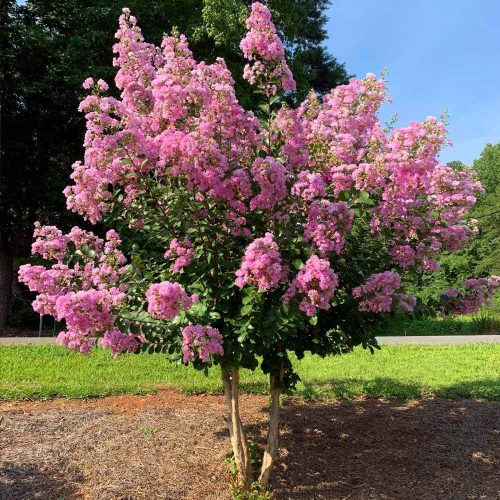 Selyemmirtusz - Lagerstroemia 'Hopi'