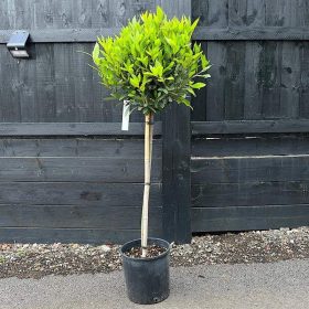 Babér - Laurus nobilis