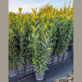 Babér - Laurus nobilis