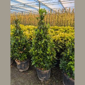 Babér - Laurus nobilis