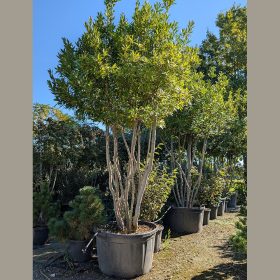 Babér - Laurus nobilis