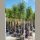Japán fagyal - Ligustrum japonicum