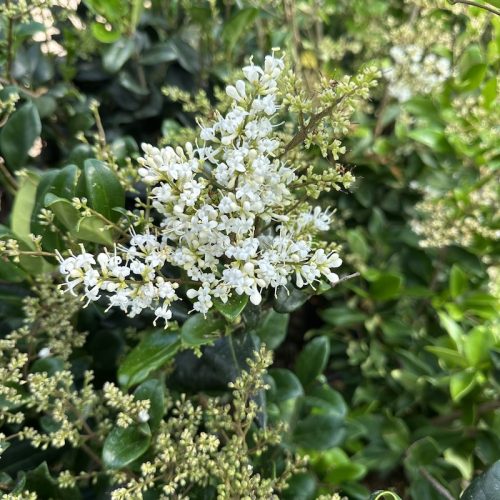 Japán fagyal - Ligustrum japonicum