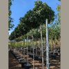 Amerikai ámbrafa - Liquidambar styraciflua 'Gum Ball'
