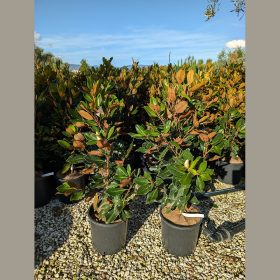   Örökzöld magnólia  - Magnolia grandiflora 'Little Gem'