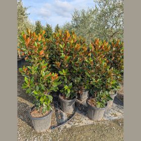   Örökzöld magnólia  - Magnolia grandiflora 'Little Gem'