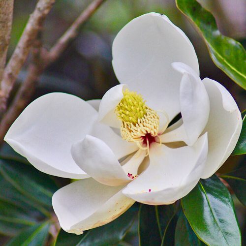 Örökzöld magnólia  - Magnolia grandiflora 'Little Gem'