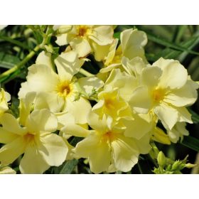 Citromsárga leander - Nerium oleander