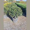 Örökzöld illatcserje - Osmanthus aquifolium