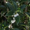 Örökzöld illatcserje - Osmanthus aquifolium