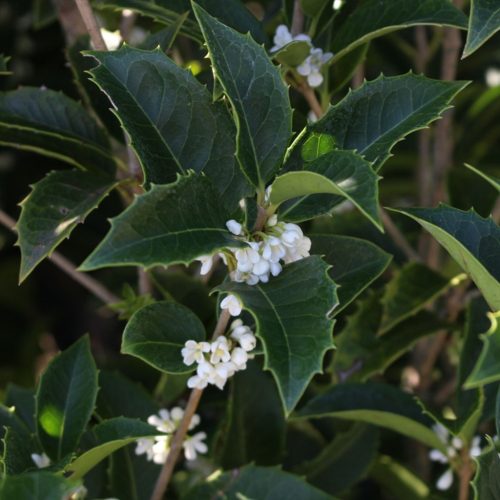 Örökzöld illatcserje - Osmanthus aquifolium