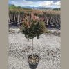 Törpe korallberkenye - Photinia x fraserii ' Little Red Robin'