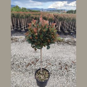   Törpe korallberkenye - Photinia x fraserii ' Little Red Robin'