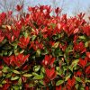 Törpe korallberkenye - Photinia x fraserii ' Little Red Robin'