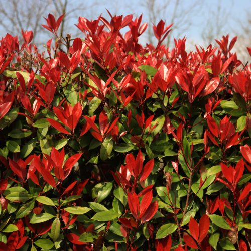 Törpe korallberkenye - Photinia x fraserii ' Little Red Robin'