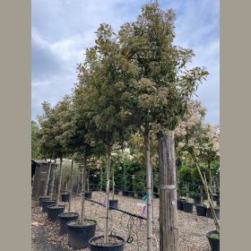Korallberkenye - Photinia x fraserii 'Red Robin'