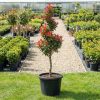 Korallberkenye - Photinia x fraserii 'Red Robin'