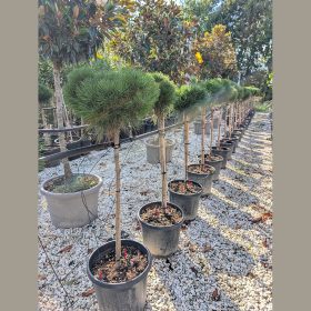 Törpe hegyi fenyő - Pinus mugo 'Brepo'