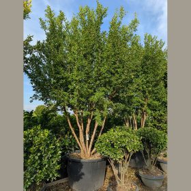 Gránátalma - Punica granatum